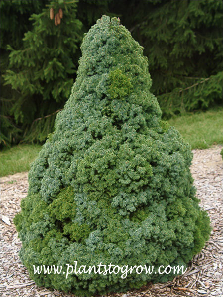 This plant had green and blue colors in it's foliage.  It seem to be reverting back to the straight green parent.